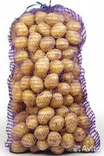 Семенной картофель