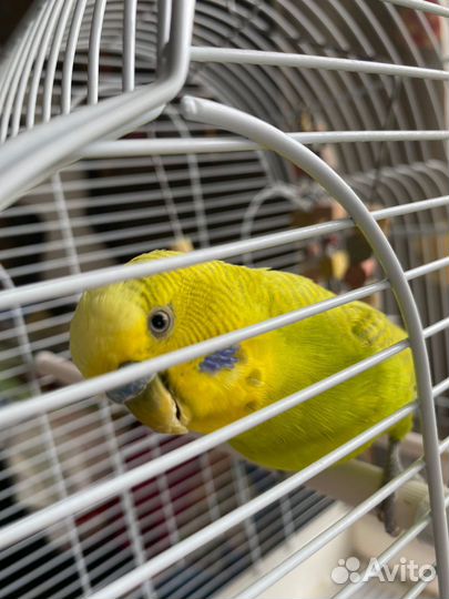 Волнистые попугаи