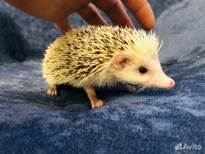 Ёжики африканские