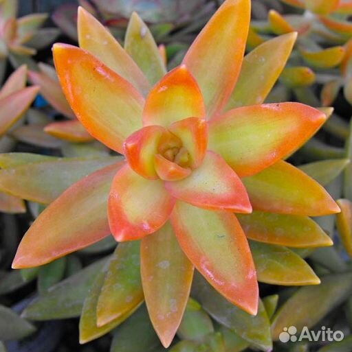 Седум Адольфа (Sedum adolphii)