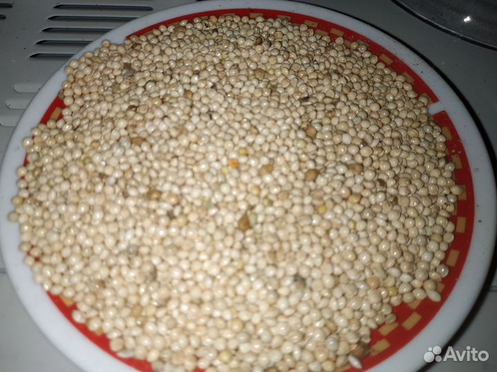 Белое просо