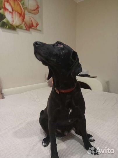 Охотничья собака