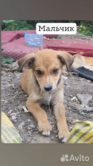 Щенки бесплатно