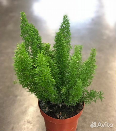 Аспарагусы