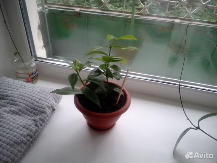 Эсхинантус жар птица