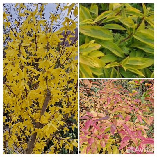 Форзиция голден таймс и обыкновенная