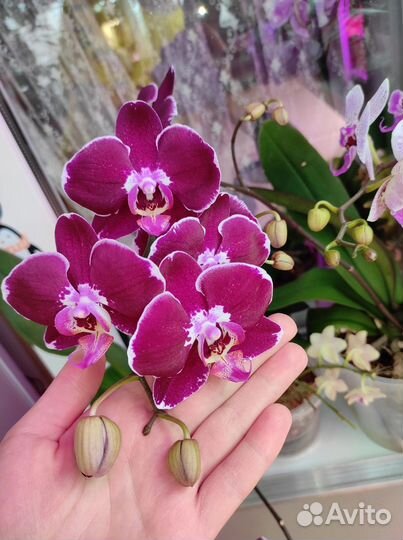 Орхидея Sogo Yumanta