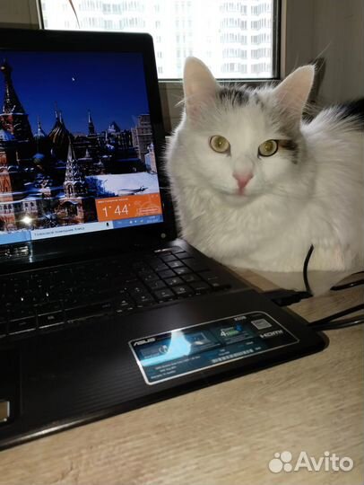 Отдам кота в добрые руки