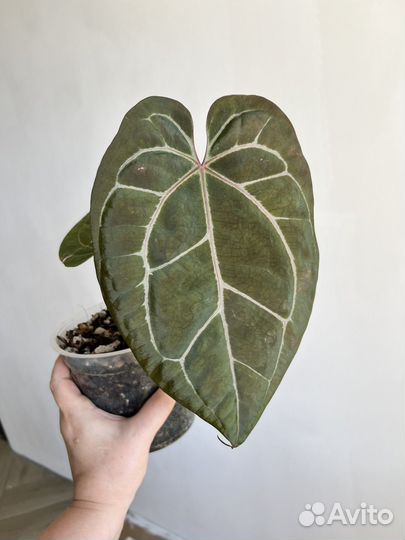 Антуриум Kos x zara mihel