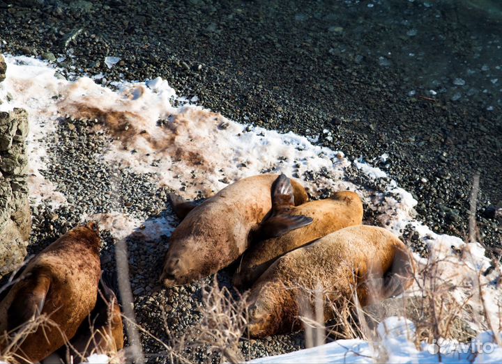 Лежбище сивучей. Зимняя экскурсия на сап бордах