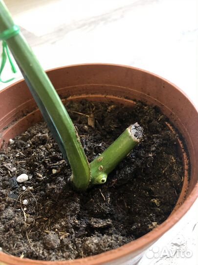 Монстера вариегатная альба