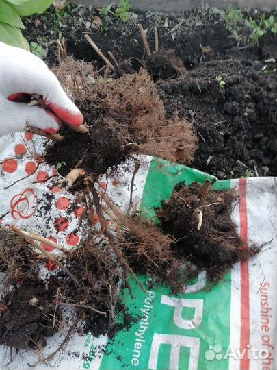 Малина ремонтантная (три сорта)