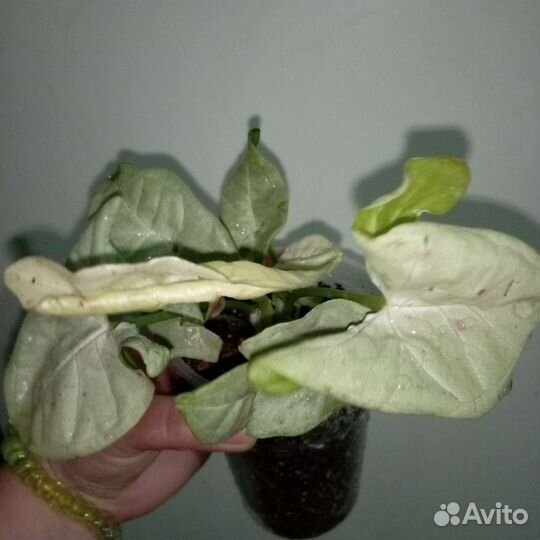 Сингониум конфетти Милк