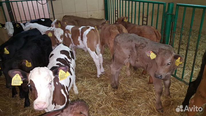 Телята бычки