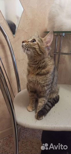 Кошка очень добрая