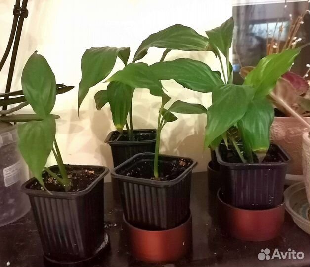 Спатифиллум или женское счастье