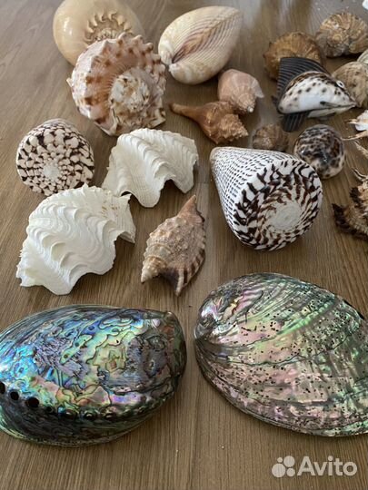 Морские звёзды и морские ракушки