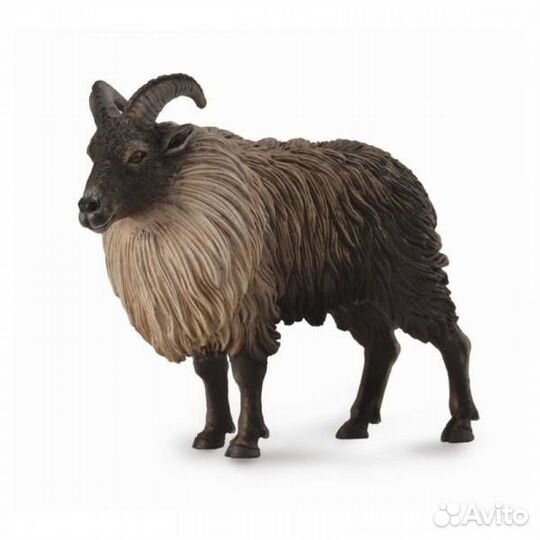 Гималайский тар, L 88758b