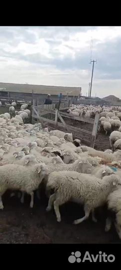 Ягнята баранчики