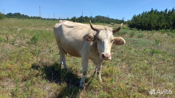 Корова симментальской породы