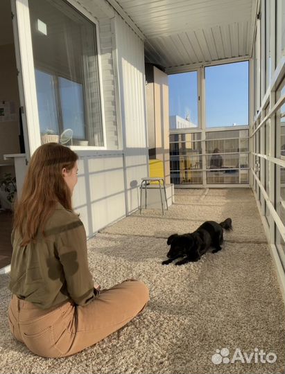 Кинолог, специалист по поведению собак