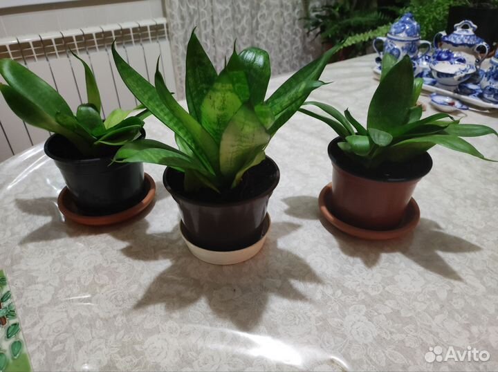 Сансенверия