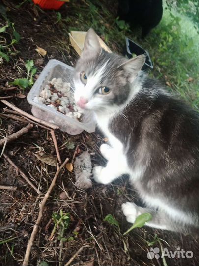 Кошка Алиса