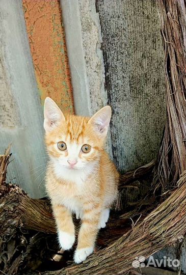 Рыжуля в добрые ручки