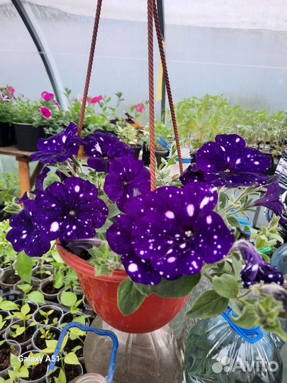 Дендробиум