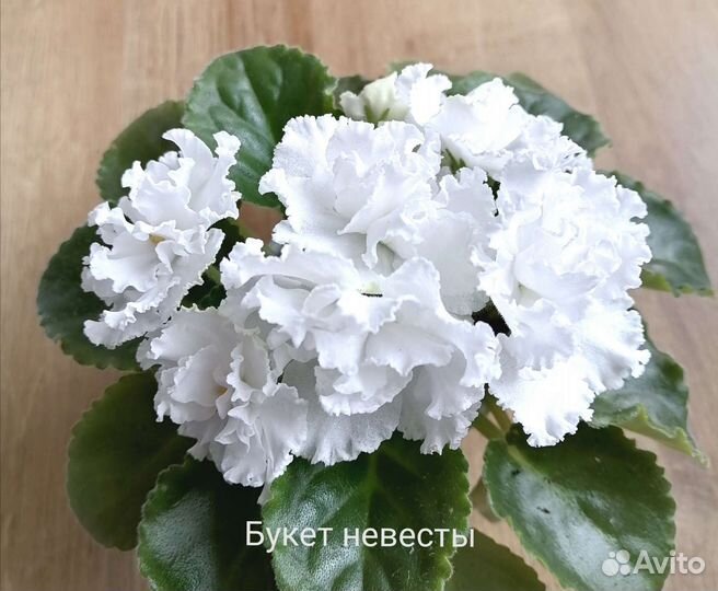 Фиалка (детки)