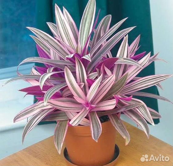 Традесканция рэо триколор