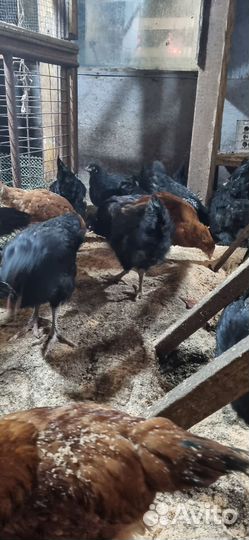 Куры молодки