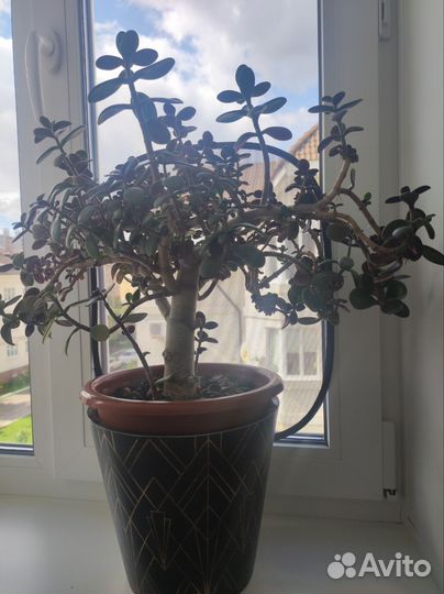 Толстянка / денежное дерево/крассула