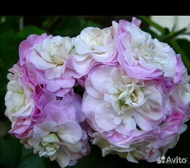 Пеларгония Каролина ампельная