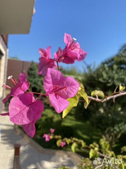 Бугенвиллея