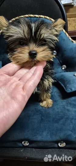 Йоркширский терьер мальчики и девочка док-ты РКФ