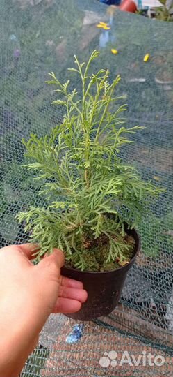 Туя смарагд