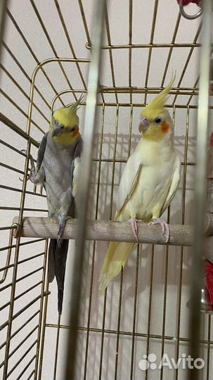 Попугай корелла пара