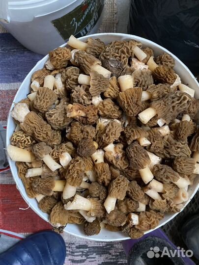 Грибы сморчки