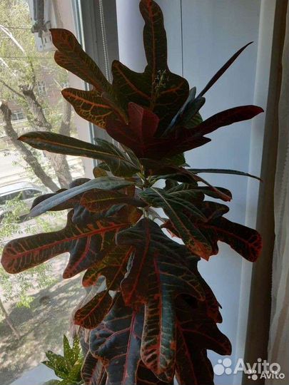 Кодиеум кротон