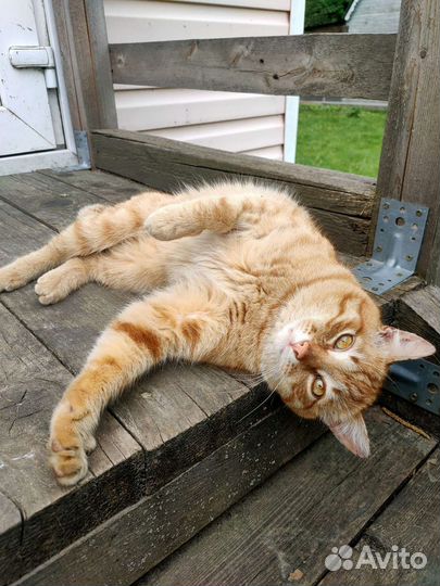 Кот в добрые руки