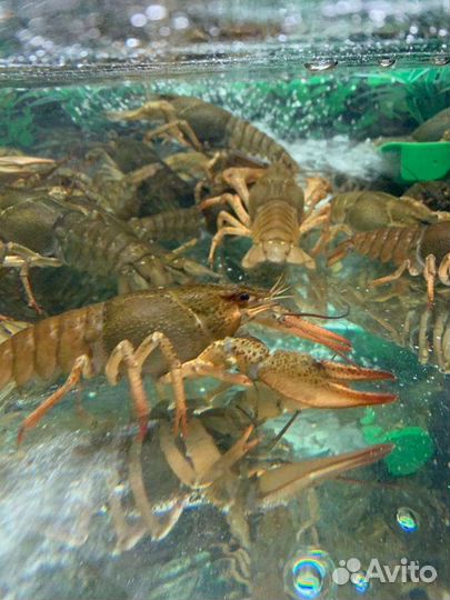 Живые раки с доставкой