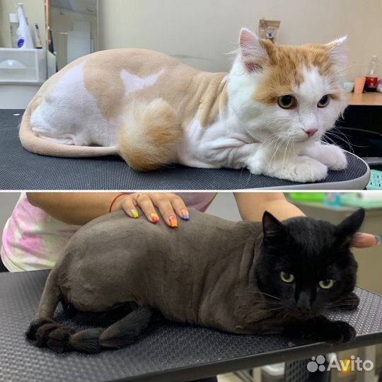 Груминг, стрижка собак и кошек