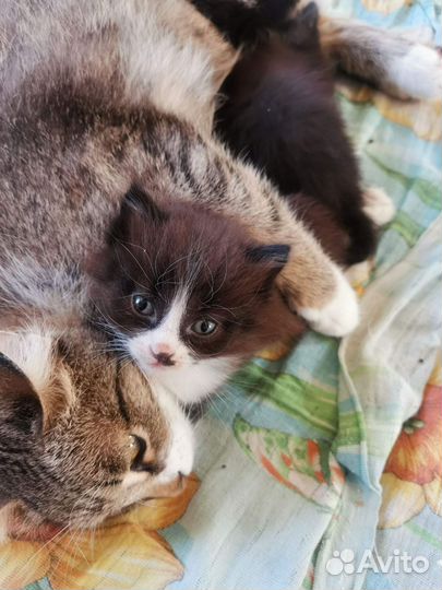Котята ищут дом