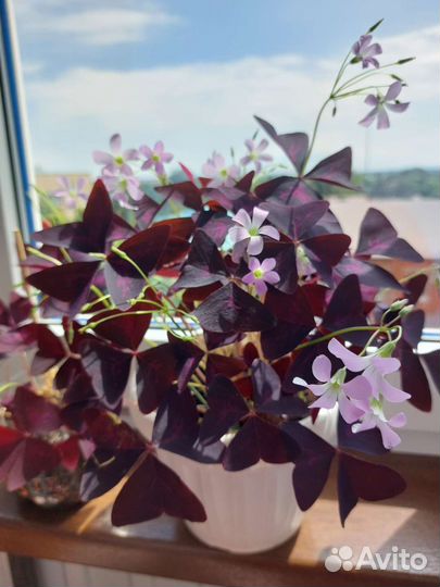 Оксалис бабочка