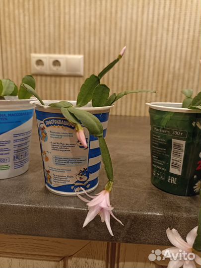 Рипсалидопсис, декабрист