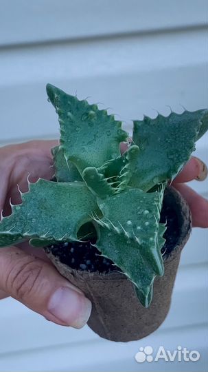 Крассула Хоббит, Портулакария, Алоэ остистое