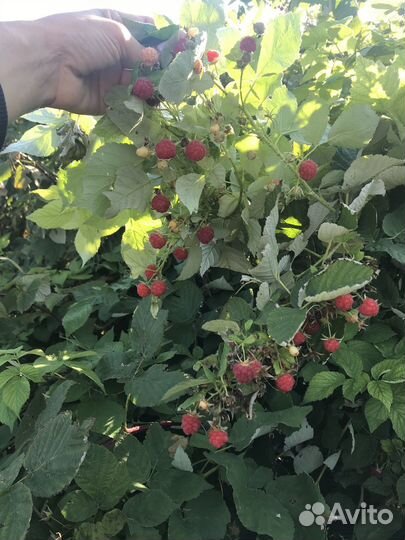 Кусты малиновые