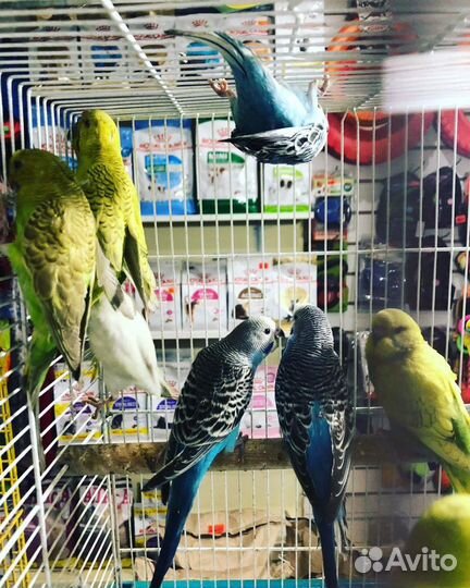 Попугай волнистый