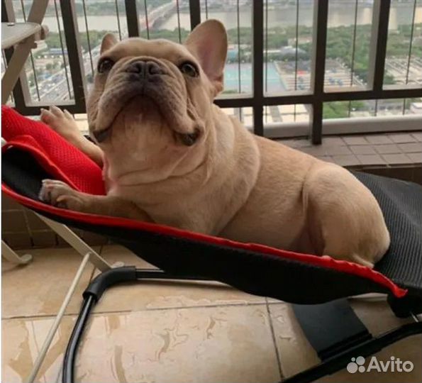 Pets goods,Portable Chair, Pet Rocker,Pet lounger